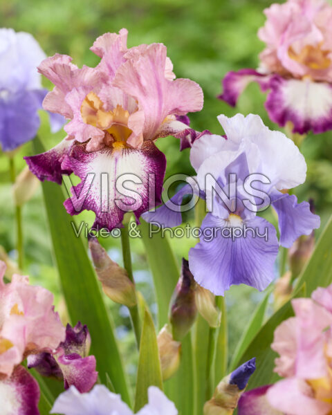 Iris Change of Pace, Saxby Iris Change of Pace, Saxby