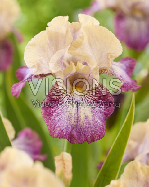 Iris Royal Deeside