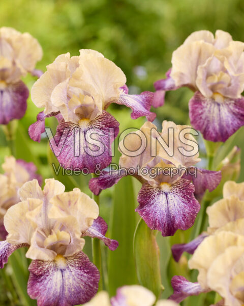 Iris Royal Deeside