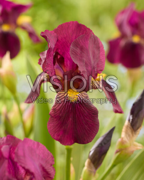 Iris Sarah Elizabeth
