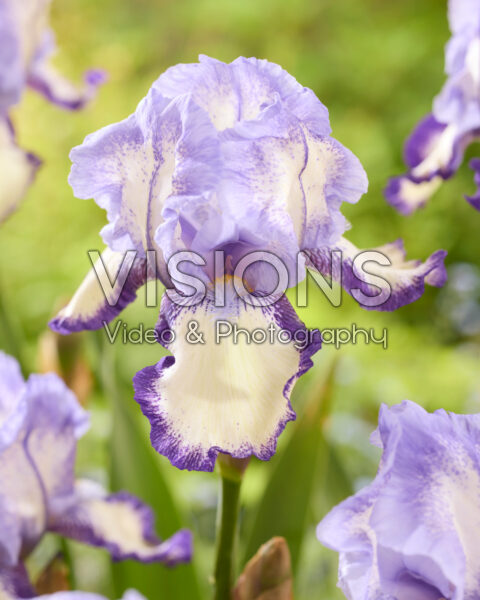 Iris Gentle Rain