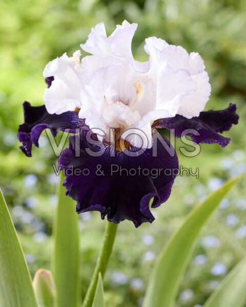 Iris Domino Noir
