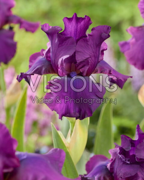 Iris Sultry Mood