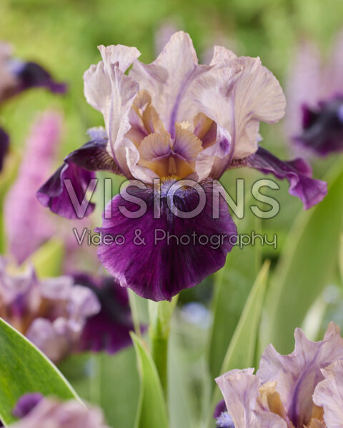 Iris Dream Indigo