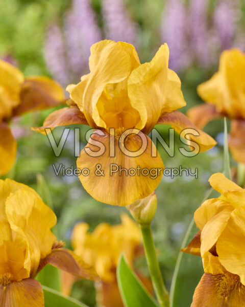 Iris Bronzaire Iris Bronzaire