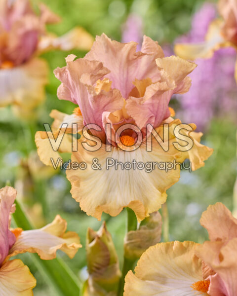 Iris Cut Above