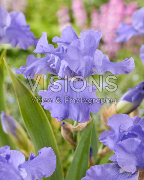 Iris Sapphire Hills