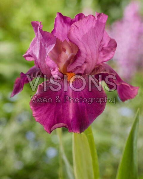 Iris Splash of Raspberry