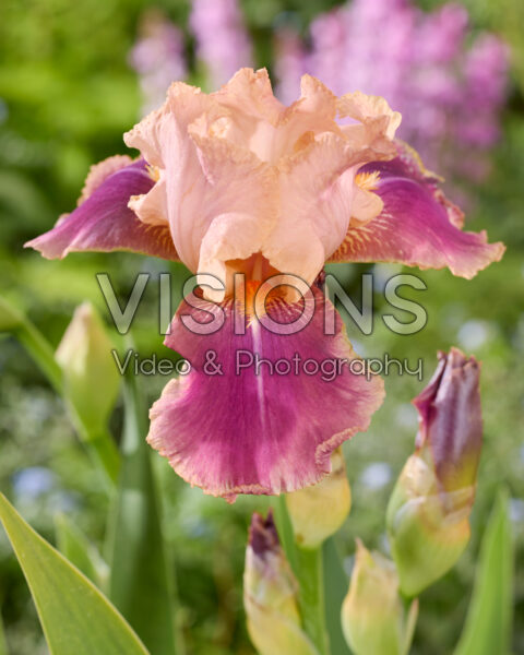 Iris Carnaby