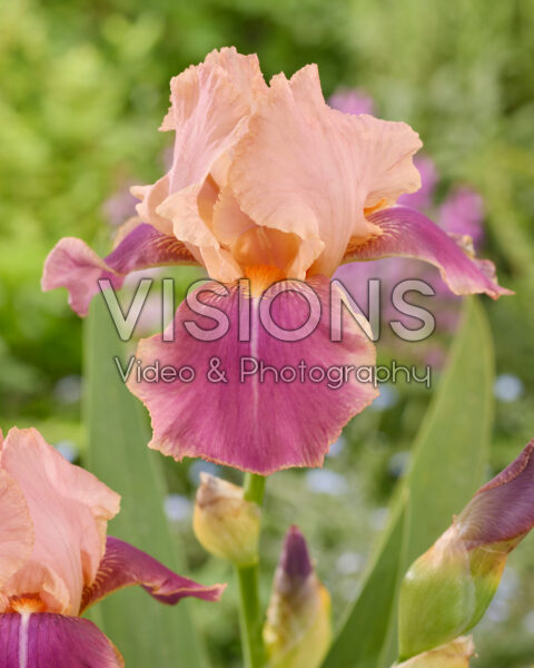 Iris Carnaby Iris Carnaby