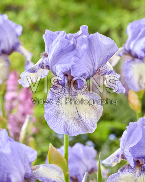 Iris SterrenrivierIris Starlit River