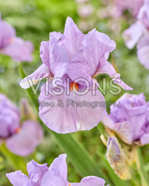 Iris Love Power