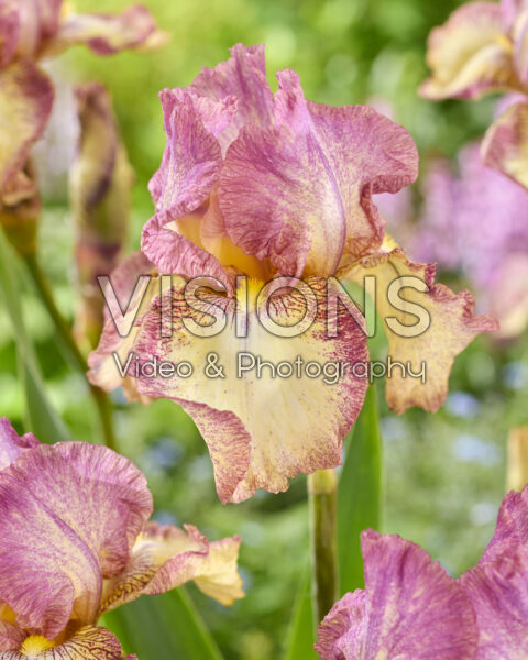 Iris Northward Ho