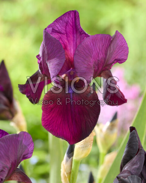 Iris Dark Rosaleen
