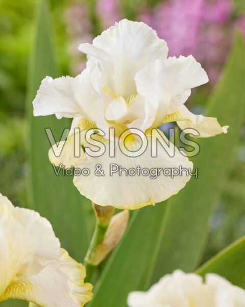 Iris Lemon Duet