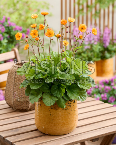 Geum Abendsonne
