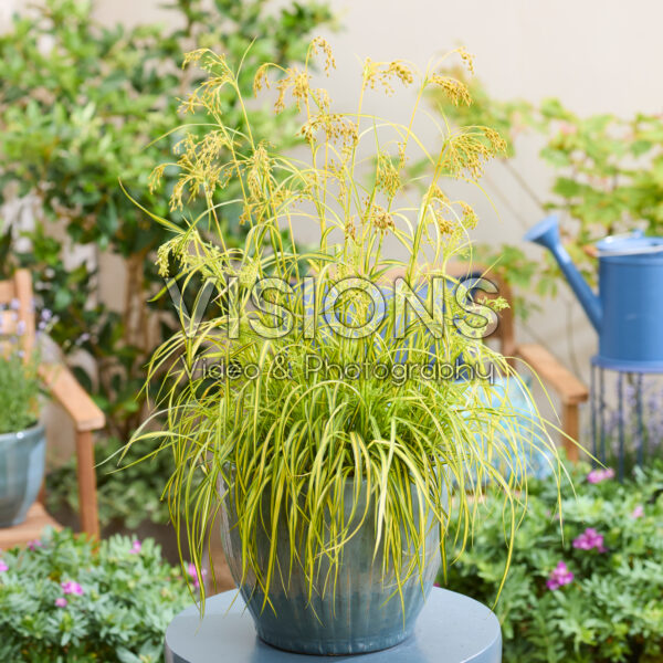 Scirpus Stars and Stripes