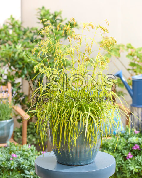 Scirpus Stars and Stripes