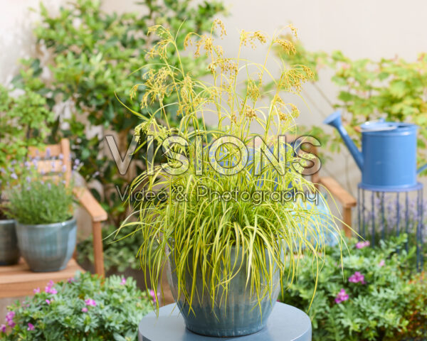 Scirpus Stars and Stripes