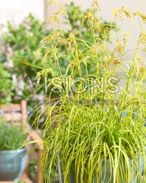 Scirpus Stars and Stripes