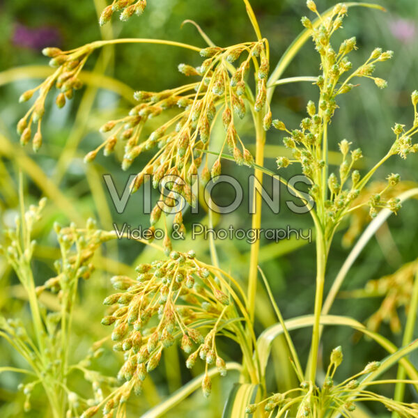 Scirpus Stars and Stripes Scirpus Stars and Stripes