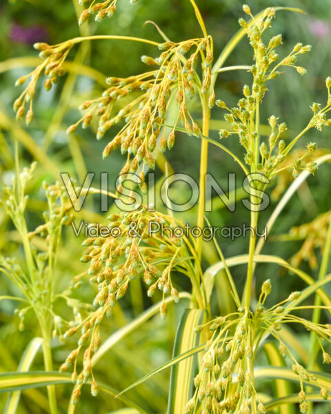 Scirpus Stars and Stripes