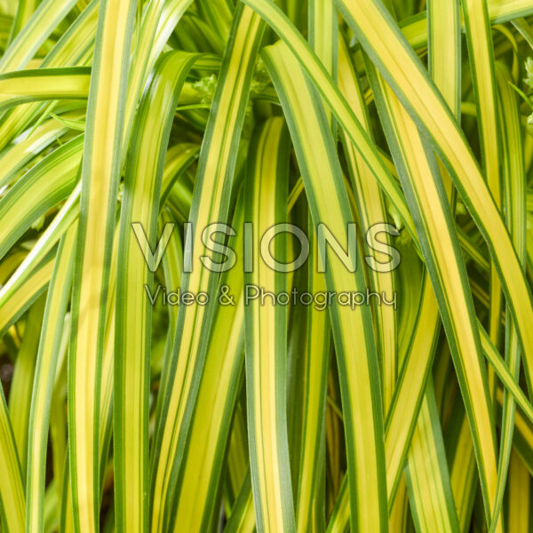 Scirpus Stars and Stripes Scirpus Stars and Stripes