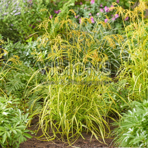 Scirpus Stars and Stripes