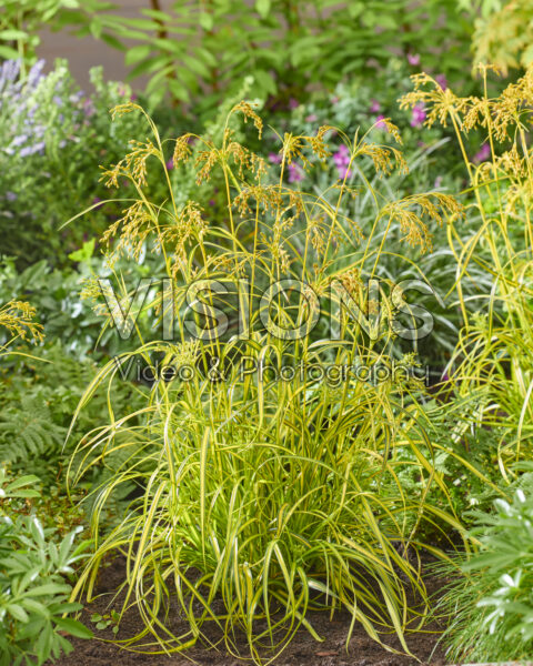 Scirpus Stars and Stripes
