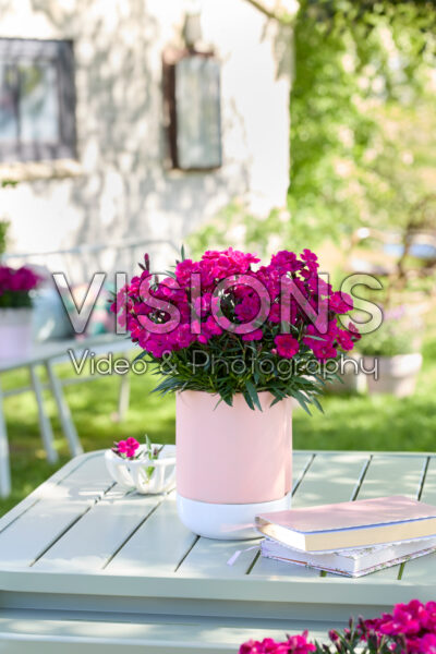 Dianthus Hello Darling™