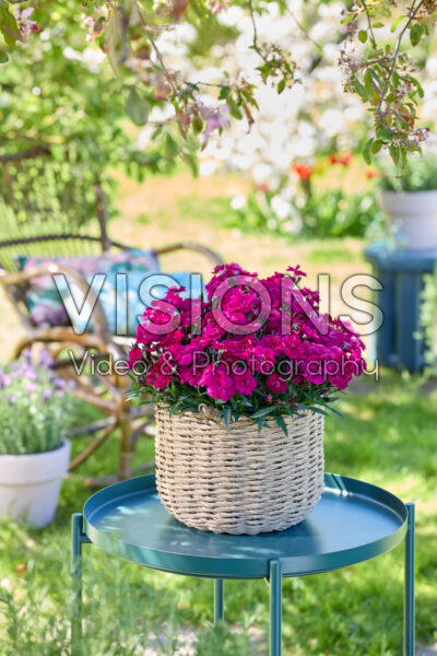 Dianthus Hello Darling™