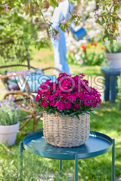 Dianthus Hello Darling™