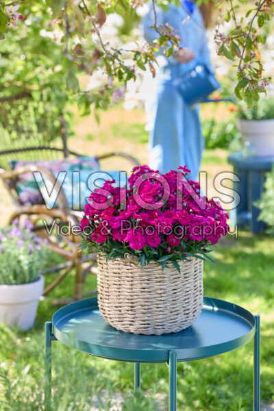 Dianthus Hello Darling™