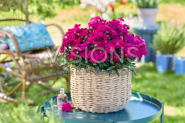 Dianthus Hello Darling™