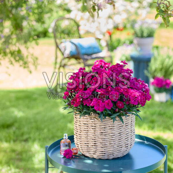 Dianthus Hello Darling™