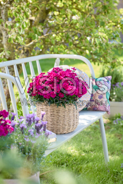 Dianthus Hello Darling™