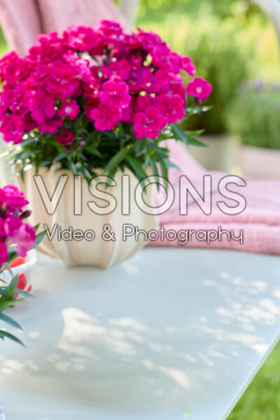 Dianthus Hello Darling™ Dianthus Hello Darling™