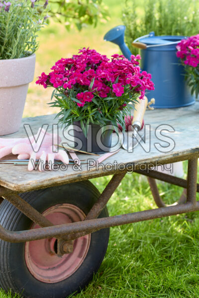 Dianthus Hello Darling™