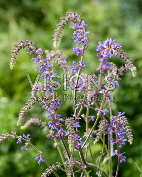 Salvia nemorosa Dancing Dolphin
