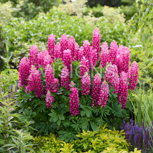 Lupinus Lupinova™ Cutie