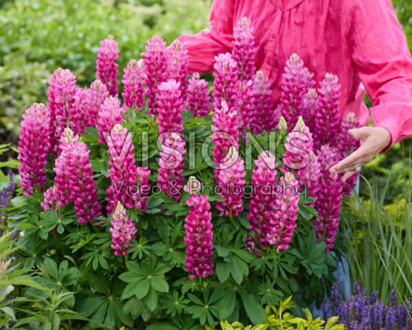 Lupinus Lupinova™ Cutie