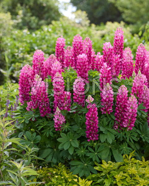 Lupinus Lupinova™ Cutie