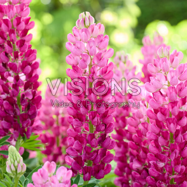 Lupinus Lupinova™ Cutie