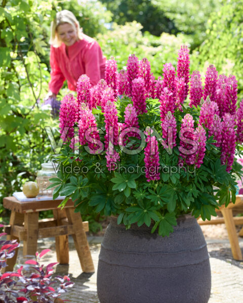 Lupinus Lupinova™ Cutie