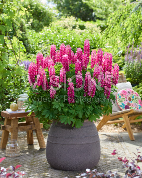 Lupinus Lupinova™ Cutie