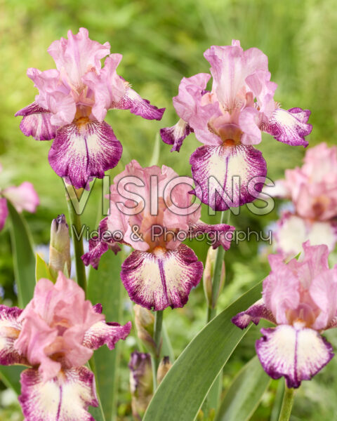 Iris Ingrid