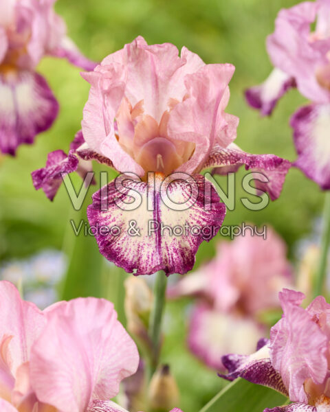 Iris Ingrid Iris Ingrid