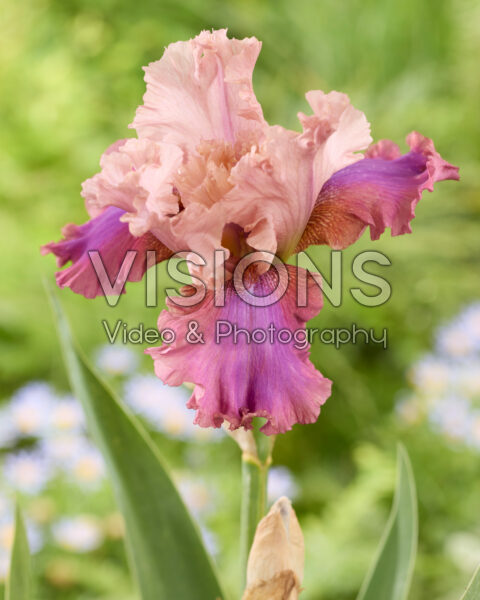 Iris Luca