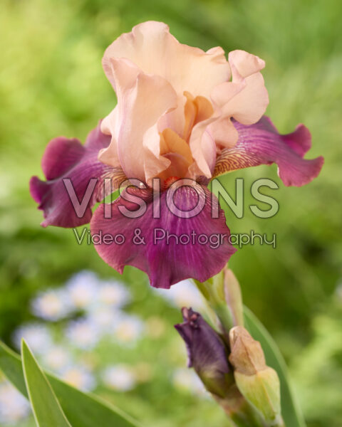 Iris Boris