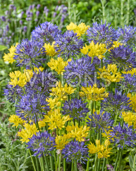 Allium moly Jeannine, Allium litvinovii Blue Monday